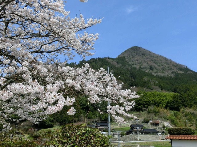 写真-1　桜と片廻山.jpg