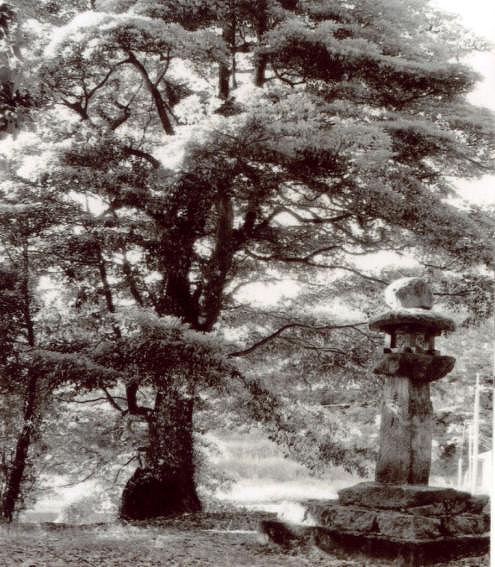 １８石立明神社のタブノキ.jpg