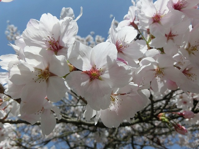 写真-3　桜.jpg