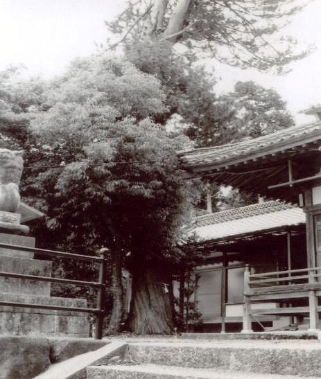 ５畝山神社のコウヤマキ.jpg