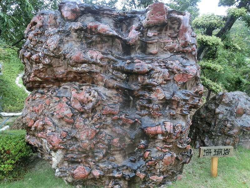 写真-1　珪質砂岩と石灰質砂岩の互層.jpg