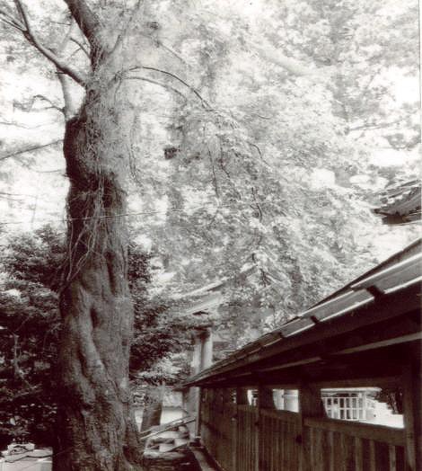 ６本宮八幡神社のヤマザクラ.jpg