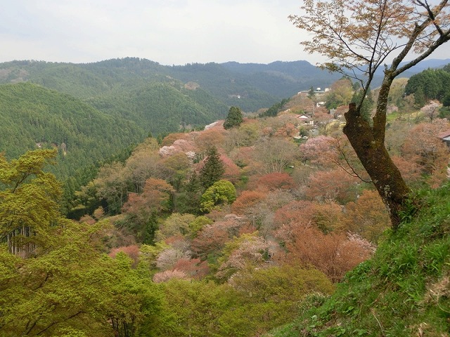 写真-1　吉野山千本桜の葉桜.jpg